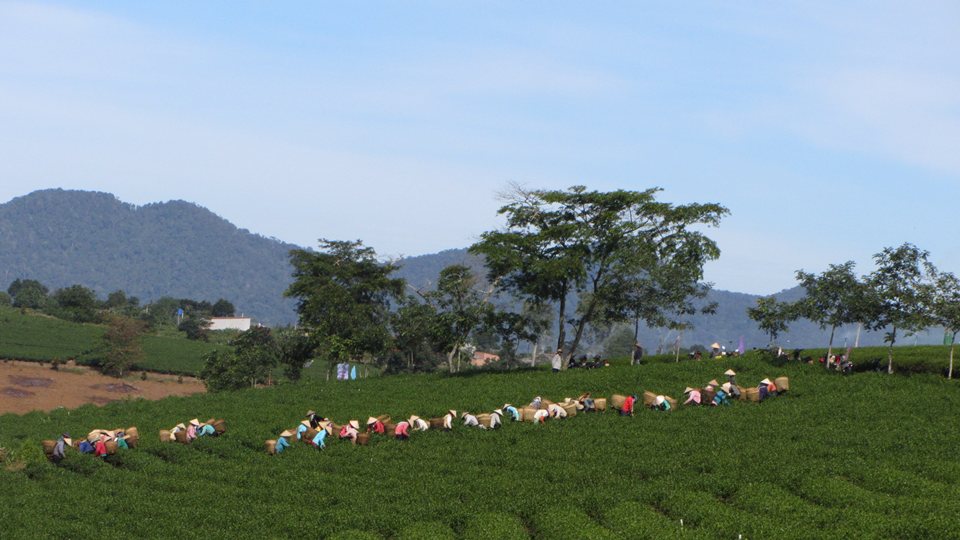 Những đồi trà